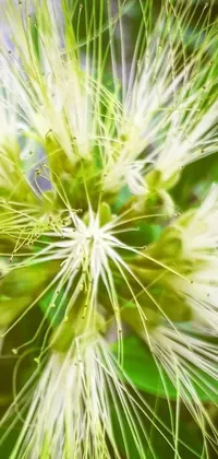 This stunning phone live wallpaper features a close-up of a white flower with green leaves