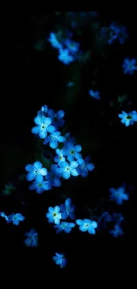 This live phone wallpaper depicts a stunning arrangement of gorgeous blue flowers set against a dark background