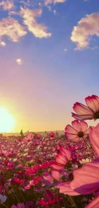 The live phone wallpaper features a stunning field of flowers with a beautiful sunset in the backdrop
