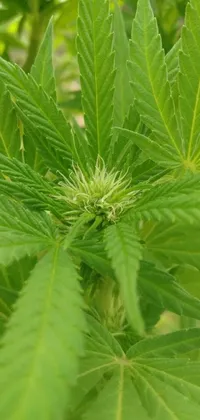 This phone live wallpaper features a green plant with leaves, a vibrant picture, and a gorgeous marijuana plant with large flowering heads