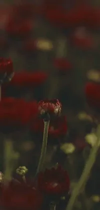Enjoy the serene beauty of a red flower field on your phone's home screen with this live wallpaper