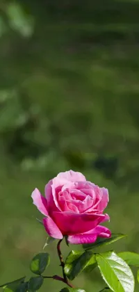 Decorate your phone screen with a mesmerizing live wallpaper featuring a pink rose on a lush green field