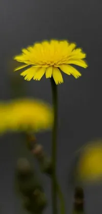 This live phone wallpaper showcases a stunning close-up of a yellow flower in a field