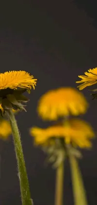 This live phone wallpaper showcases a photorealistic macro photograph of a bunch of beautiful yellow flowers against a black background