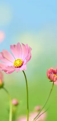 Flower Plant Grass Live Wallpaper