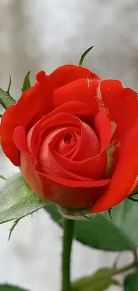 This phone live wallpaper features a captivating indoor shot of a coral red rose with lush green leaves