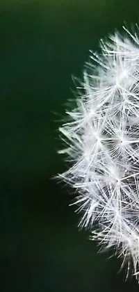 This phone live wallpaper showcases a close-up of a dandelion captured in high detail