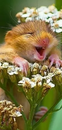This beautiful live wallpaper features a small rodent sleeping peacefully on a delicate flower