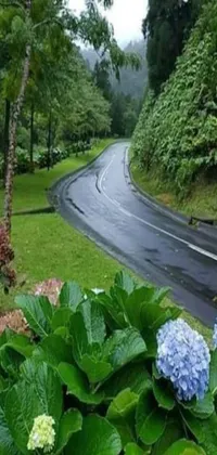 This phone live wallpaper depicts a stunning road situated amidst a verdant forest, radiating with vibrant hues of greenery
