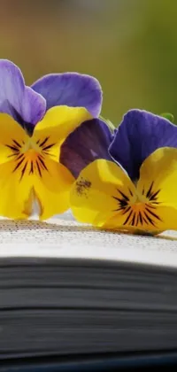 Adorn your phone with an exquisite live wallpaper featuring two vivid flowers in purple and yellow colors