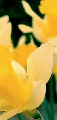 This live wallpaper features a stunning close-up image of yellow flowers in full bloom