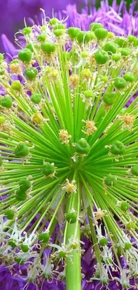 This phone live wallpaper offers an exquisite close-up view of a stunning purple flower with intricate patterns and delicate hues that contrast beautifully with the vibrant green sea urchin and whimsical romanesco broccoli