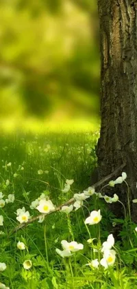 This phone live wallpaper showcases a stunningly beautiful scene of white flowers resting in a serene grassy meadow in a tranquil forest
