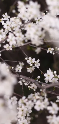 This phone live wallpaper showcases a white flower tree in different seasons, set against a plum background
