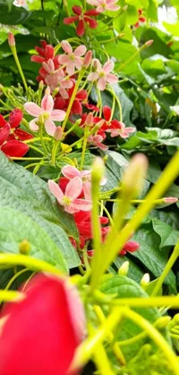 This live wallpaper features a stunning close up of a bunch of vibrant flowers in shades of pink and red, alongside green and red foliage, and plumeria blooms