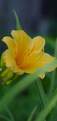 This phone live wallpaper features a vibrant yellow flower atop a lush green field, captured by Phyllis Ginger