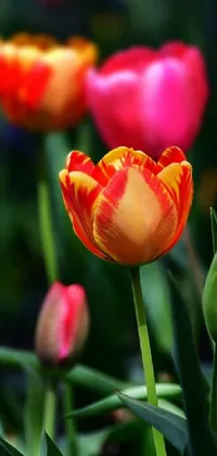 Enhance your phone's display with this stunning live wallpaper depicting a vibrant close-up of a beautiful tulip