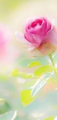 This is a stunning phone live wallpaper featuring beautiful pink roses, set against a backdrop of luscious greenery