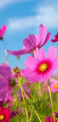 Enjoy a field of pink flowers and blue skies on your phone with this stunning live wallpaper