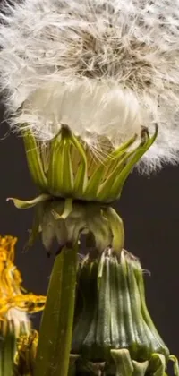 Add a touch of melancholy elegance to your phone with this close-up dandelion live wallpaper