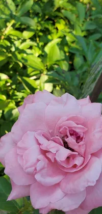 This captivating live wallpaper features a stunning pink rose blooming in a beautifully manicured garden on a summer day