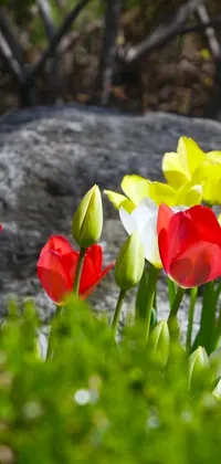 This live wallpaper features a captivating view of red and yellow tulips blooming next to a rock