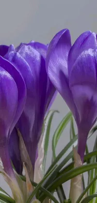 This phone wallpaper showcases breathtaking purple flowers in a vase, perfect for nature enthusiasts