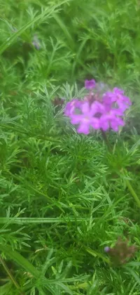 Experience the stunning beauty of nature on your phone with the purple flower live wallpaper