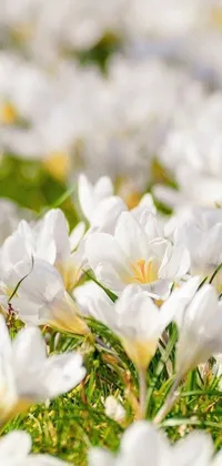 This stunning live wallpaper features a beautiful bunch of white flowers, magnolias, sitting atop a lush field of grass