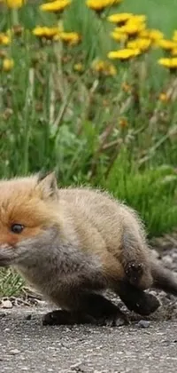 This phone live wallpaper features a stunning photorealistic depiction of a baby fox
