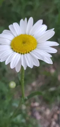 This stunning live wallpaper features a beautiful, white chamomile flower with a yellow center, gently swaying in the breeze against a background of soft green grass and blue sky