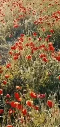 This phone live wallpaper depicts a stunning field of red flowers, showcasing nature's beauty in Israel