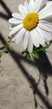This stunning phone live wallpaper showcases a macro photograph of a beautiful white chamomile flower