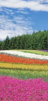 This live wallpaper for phones displays a stunning field of vibrant flowers set against a backdrop of trees in Gunma Prefecture, Japan