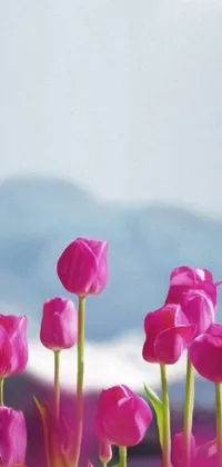 This phone live wallpaper depicts a peaceful landscape featuring a field of pink tulips set against a beautiful mountain backdrop