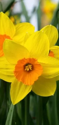 This live wallpaper is a breathtaking display of vibrant yellow daffodils