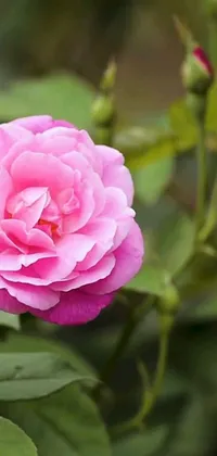 This phone live wallpaper features a stunning close-up view of a pink rose with lush green leaves