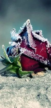 This exquisite live wallpaper showcases a striking red rose perched atop a frost-covered rock sprinkled with salt