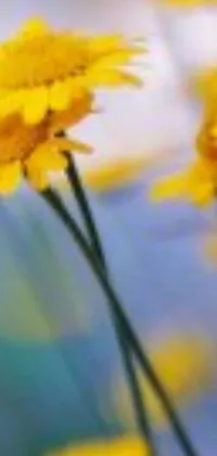 The Yellow Flower Phone Live Wallpaper is the perfect addition to your phone's home screen