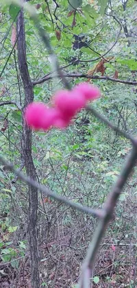 This phone live wallpaper showcases a stunning pink flower situated in a forest, with visible puffballs from afar