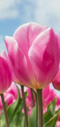 This stunning phone live wallpaper features a field of pink tulips against a blue sky background