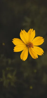 This live wallpaper features a yellow flower atop a green field, set against a dark background