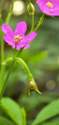 This phone live wallpaper features two delicate pink flowers perched on a lush green plant