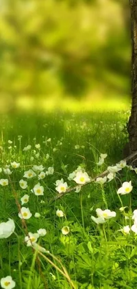 This live phone wallpaper showcases a serene field adorned with a luscious white anemone flower bed and a towering tree in the backdrop