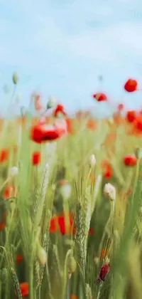This phone live wallpaper features a stunning field of red flowers against a vibrant blue sky backdrop
