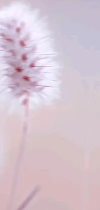 This phone live wallpaper features a close-up of a flower with a blurry background