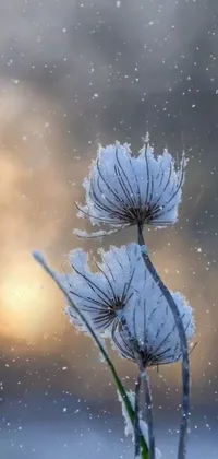 This phone live wallpaper showcases charming flowers on a snowy background