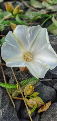 Get this elegant live wallpaper for your phone! It features a white flower with yellow center on top of gray-brown rocks, surrounded by hurufiyya and datura flowers
