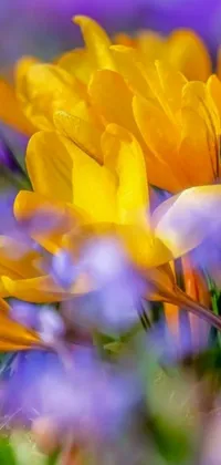 This phone live wallpaper features a digital art picture of yellow flowers
