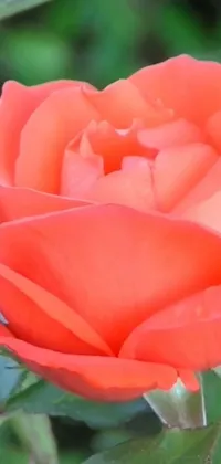 This live wallpaper brings to life a stunning digital rendition of a red rose set against a backdrop of lush green leaves, creating a stunning display of natural beauty